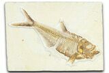 Detailed Fossil Fish (Diplomystus) - Wyoming #367581-1